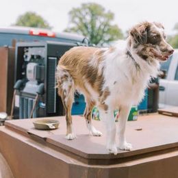 Miniature Australian Shepherds from Wynn Aussies