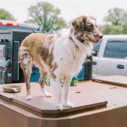 Miniature Australian Shepherds from Wynn Aussies