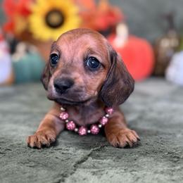 Bexly - Red female Dachshund puppy in Lincoln, Arkansas from Red Dirt Dachshunds