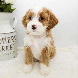 Cinnamon - Red female Bernedoodle puppy in Granton, Wisconsin from Rose River Farms