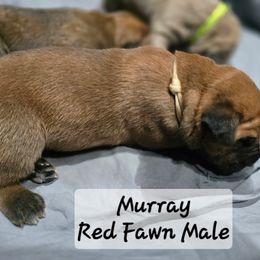 Boy 4 - Red male Cane Corso puppy in Sandia, Texas from OneTime Cane Corso