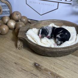 Rosie - Merle female Bernedoodle puppy in Bellevue, Iowa from Blended Acres & Kennels