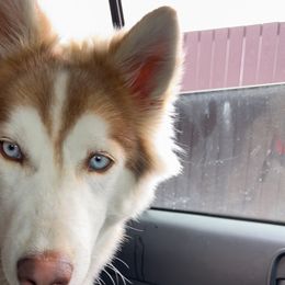 Rémy - Siberian Husky