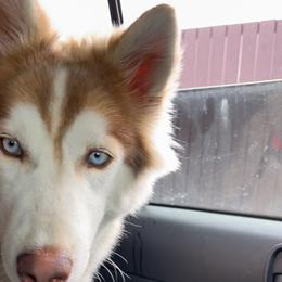 Rémy - Siberian Husky
