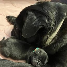 Pug puppies from Loda's Pugs