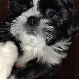 Dallas - Black and white male Shih Tzu puppy in Palmyra, New York from Karen's Tzus of Palmyra-Macedon