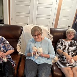 Miniature Schnauzer Puppies from Smilee Schnauzers