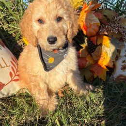 Xaden - Cream male Labradoodle puppy in Watertown, Tennessee from PawfectBud