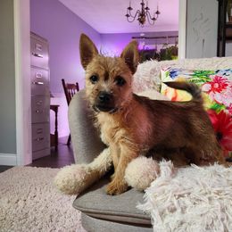 Norwich Terrier Puppies from Yellow Mountain Norwich