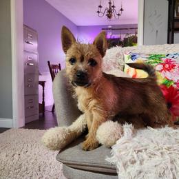 Norwich Terrier Puppies from Yellow Mountain Norwich
