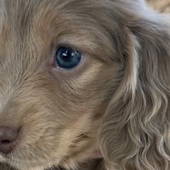 Dachshunds from Silverking Kennels