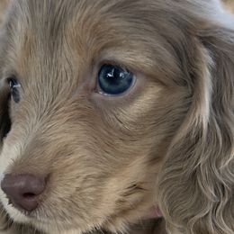 Dachshunds from Silverking Kennels