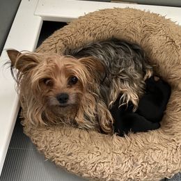 Alice - Yorkshire Terrier