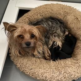 Alice - Yorkshire Terrier