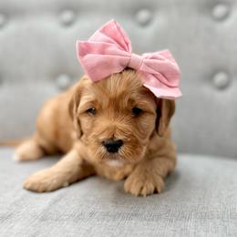 Breeze - Apricot female Goldendoodle puppy in Queen Creek, Arizona from Goldendoodle AZ