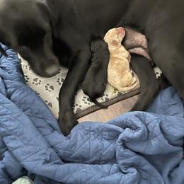 Labrador Retriever and Pembroke Welsh Corgi Puppies from Burress Family Farm and Kennels