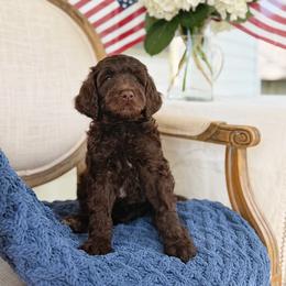 Teddy - Chocolate male Goldendoodle puppy in Nashville, Tennessee from Hilton Doodles