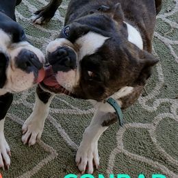 Conrad - Boston Terrier