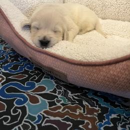 Teal collar - Light golden female Golden Retriever puppy in Ingleside, Texas from Sweetbay Goldens