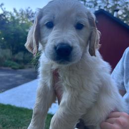 Mr. Blue - Light golden male Golden Retriever puppy in Gaston, Oregon from Trillium Spring's Goldens