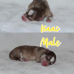 Isaac - Red and white male Pomsky puppy in Clarkston, Utah from Red Rock Ranch Breeders