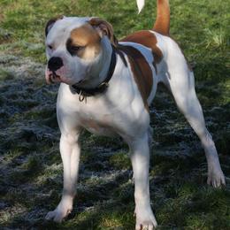 American Bulldog puppies from Ferocia Kennels