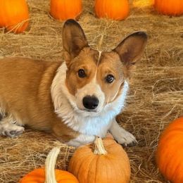 Brutus - Pembroke Welsh Corgi