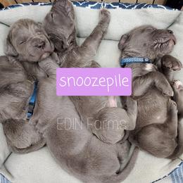 Neapolitan Mastiff Puppies from EDIN Farms Neos