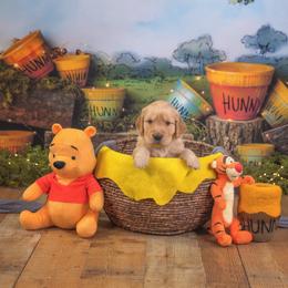 Ziti - Golden male Golden Retriever puppy in Sierra Vista, Arizona from Golden Borealis