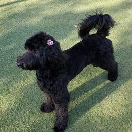 Olive - Goldendoodle