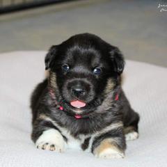 Lapponian Herder Puppies from Kuulas Kennels