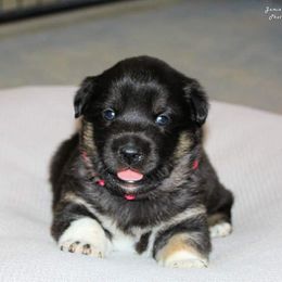 Lapponian Herder Puppies from Kuulas Kennels