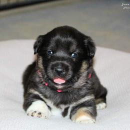 Lapponian Herder Puppies from Kuulas Kennels