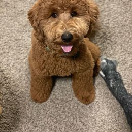 Goldendoodle Puppies from Zink Doodles