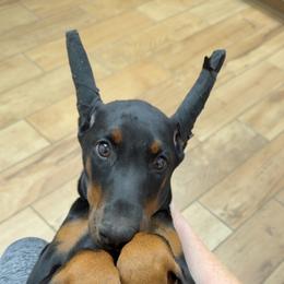 Mint - Black and rust female Doberman Pinscher puppy in Louisville, Kentucky from Ruiz Dobermans