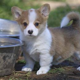 Pembroke Welsh Corgi Puppies from Rees Corgis