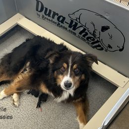 Australian Shepherd Puppies from Cedarville Aussies