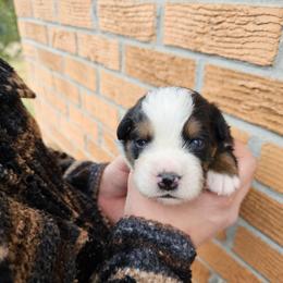 Mr. Darcy - Black rust and white male Bernese Mountain Dog puppy in Inman, South Carolina from Shadow Acres