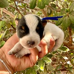 Blu - Blue mottled male Australian Cattle Dog puppy in Sahuarita, Arizona from A2 Australian Cattle Dogs