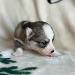 Finn - Wolf sable male Pomsky puppy in Doon, Iowa from Luxury Pomsky