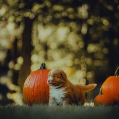 Nova Scotia Duck Tolling Retriever Puppies from Spitfire Tollers