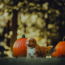 Nova Scotia Duck Tolling Retriever Puppies from Spitfire Tollers
