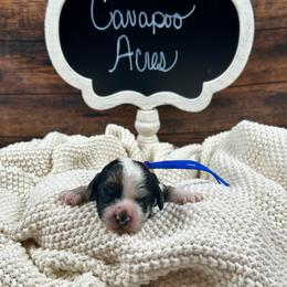 Chandler - Black white and tan male Cockapoo puppy in Lancaster, Missouri from Cavapoo Acres