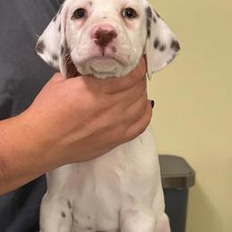 Trouble - White and liver brown male Dalmatian puppy in New Jersey from Prestige Dalmatians