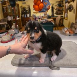 Gray - Black white and tan male Collie puppy in Wykoff, Minnesota from Country Collies