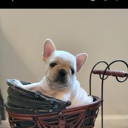 French Bulldog Puppies from Treasure Wylie
