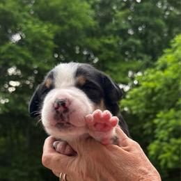Chief - Black, white and red male Greater Swiss Mountain Dog puppy in Chester, Illinois from Hilltop Swissys
