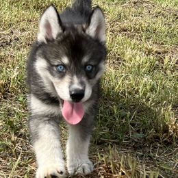 Tartarus - Black tan and white Siberian Husky puppy in Delta, Alabama from Gathering Rock Siberian Huskies