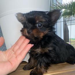 Penny Queen - Black and gold female Yorkshire Terrier puppy in Cape Coral, Florida from Katherine’s Yorkies and Poodles
