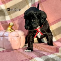 GlenCoco - Black female Portuguese Water Dog puppy in Raleigh, North Carolina from Turnabout PWD
